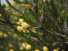 Melaleuca lutea (leaves, flowers, fruits)