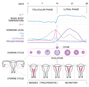 MenstrualCycle2 en