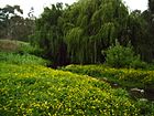 Merri creek