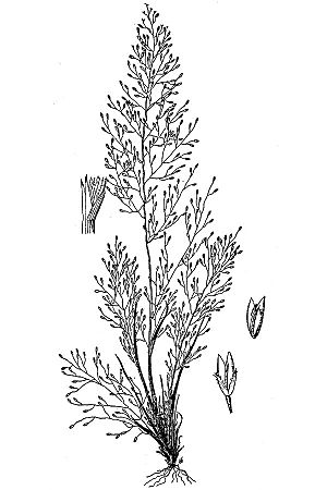 Muhlenbergia minutissima HC-1950.jpg