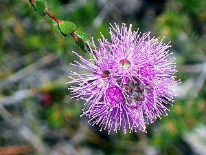 Myrtle flower purple Bairne Track.jpg