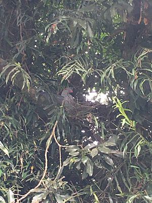 Nesting Topknot Pigeon