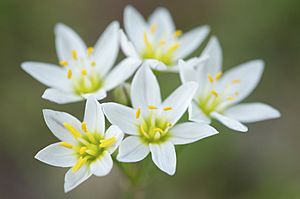 Nothoscordum bivalve 2.jpg