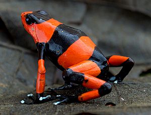 Oophaga lehmanni 27154022 (cropped).jpg