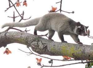 Palm civet on tree (detail).jpg