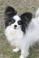 Papillon portrait Flickr