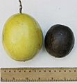 Passionfruit comparison