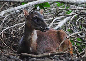 Philippine Deer by Gregg Yan