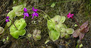 Pinguicula moranensis variation