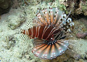 Pterois zebra.JPG