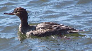 Red-breasted Merganser, juvenile