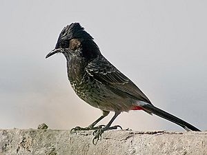 Red vented Bulbul I IMG 6771