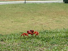 Redcrab