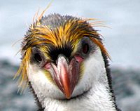 Royal Penguin FAce