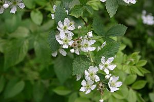 Rubus pensilvanicus flowers.JPG