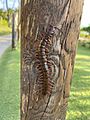 Scolopendra subspinipes as found on the Hawaiian Island of Maui