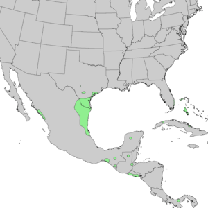 Sideroxylon celastrinum range map 1.png