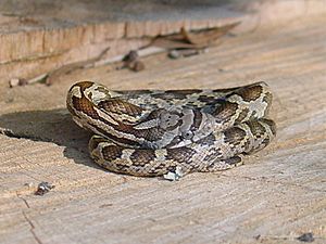 Slowinski's Corn Snake.JPG