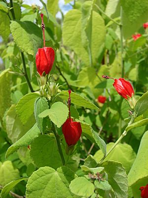 Starr 080716-9482 Malvaviscus arboreus.jpg