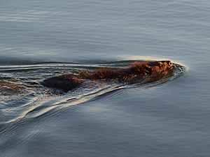 The Humber Bay Beaver (8670625266)