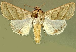 Tobacco budworm 2.jpg