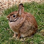 Tochtli-Rabbit-Conejo.jpg