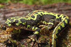 Triturus marmoratus, marbled newt