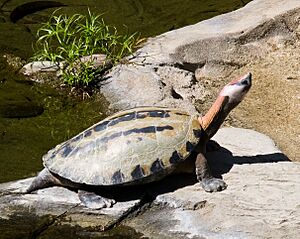 Turtle Stretching Its Neck