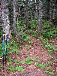 West Sleeper NH summit.jpg