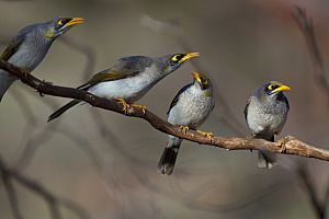 Yellow-throatedMiner Group-JulieBurgher