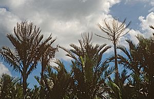 1989.05-086-27atp Sago palm(Metroxylon sagu)(if(div stages),it i-s) Waipirit(W.Seram,Maluku),ID sat13may1989.jpg