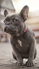 900-French-Bulldog-l