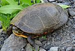 A2 Midland painted turtle.jpg