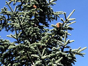 Abies magnifica 8016t