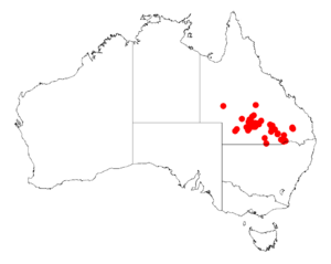 Acacia microspermaDistMap599.png