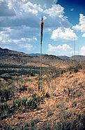 Agave lechuguilla habitus