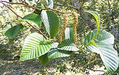 Alnus acuminata 2