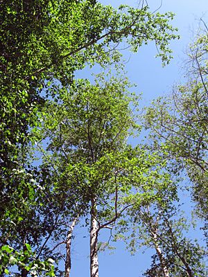 Alnus rhombifolia San Gabriel River.jpg