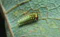 Antheraea polyphemus 1st instar sjh