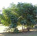 Aralia spinosa, Georgia, USA