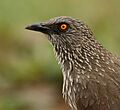 Arrow-marked Babbler (Turdoides jardineii)