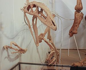 Banjo Australovenator.jpg