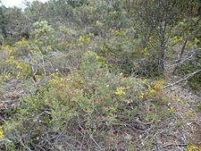 Beaufortia purpurea (habit)