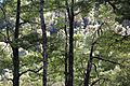 Beech trees southern North Island New Zealand