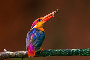 Black-backed Dwarf Kingfisher