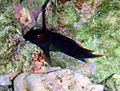 Blenny in kona 1