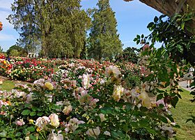 Blooming roses at Huntington Library in Pasadena, California. April 2022 20220418 160140