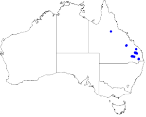 Boronia splendida DistMap113.png