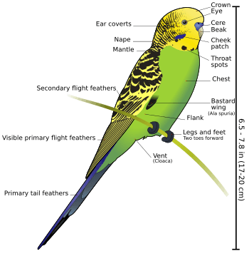 Budgerigar diagram-labeled