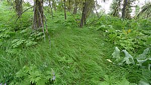 Calamagrostis rubescens 3.jpg